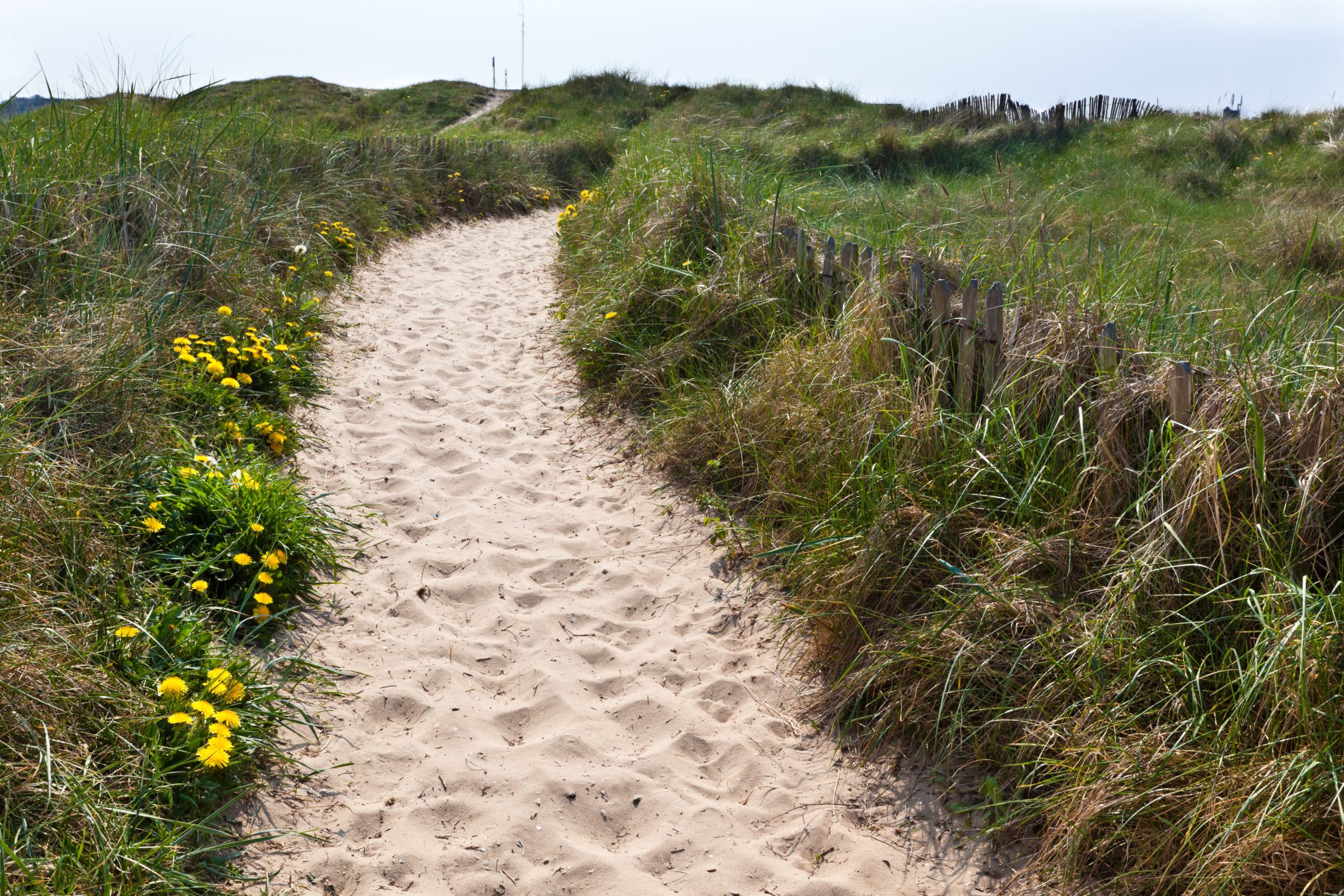 Ein Strandweg durch begrünte Dünen. Dein Laufweg.